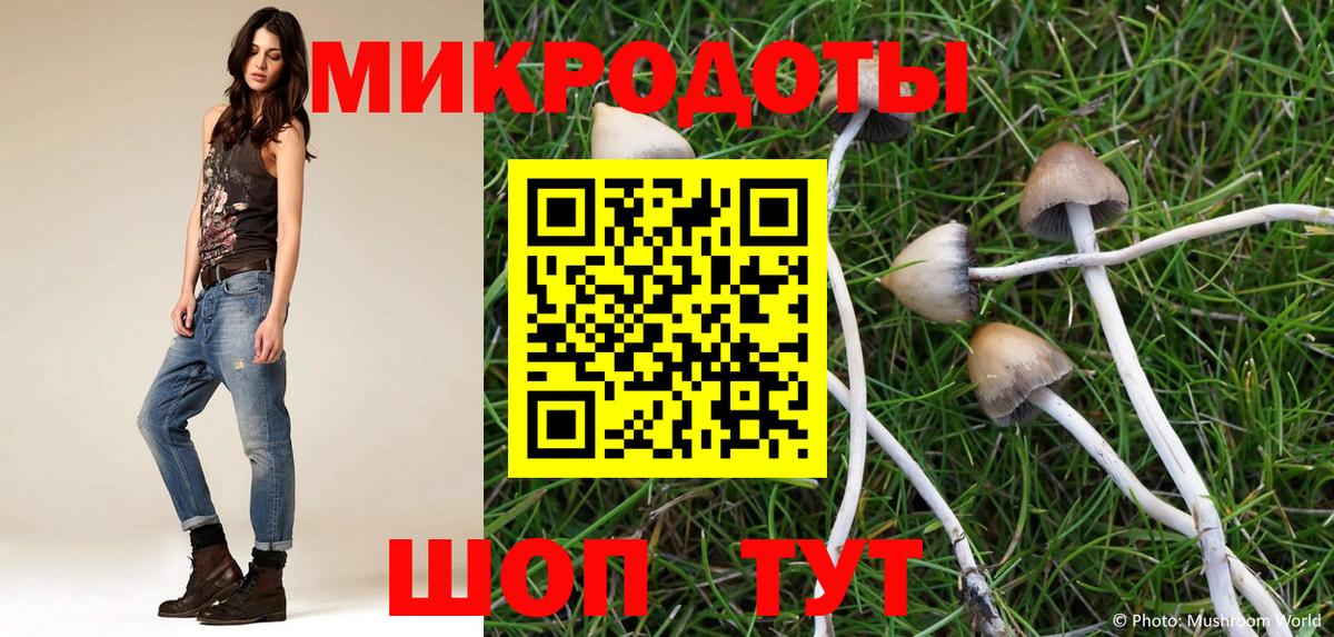 Псилоцибиновые грибы Psilocybe Озёрск